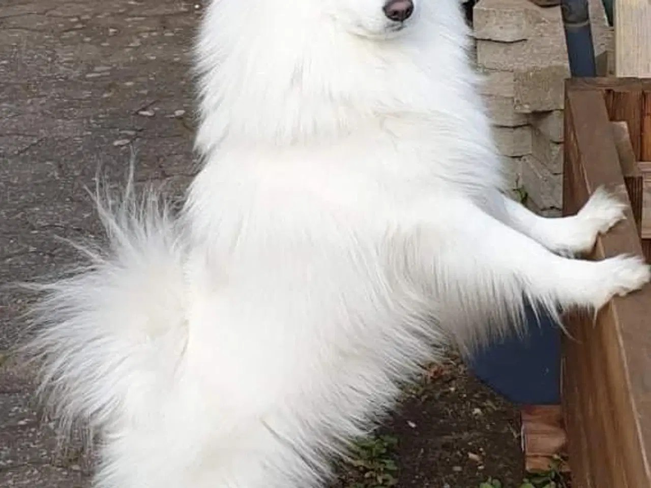 Billede 3 - Hunde hvalpe - Japansk spids