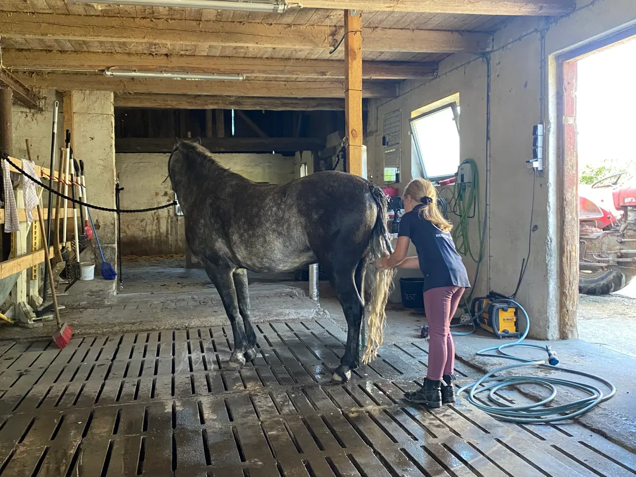 Billede 7 - Jake LF – 6 års Dartmoor vallak (ca. 126 cm)