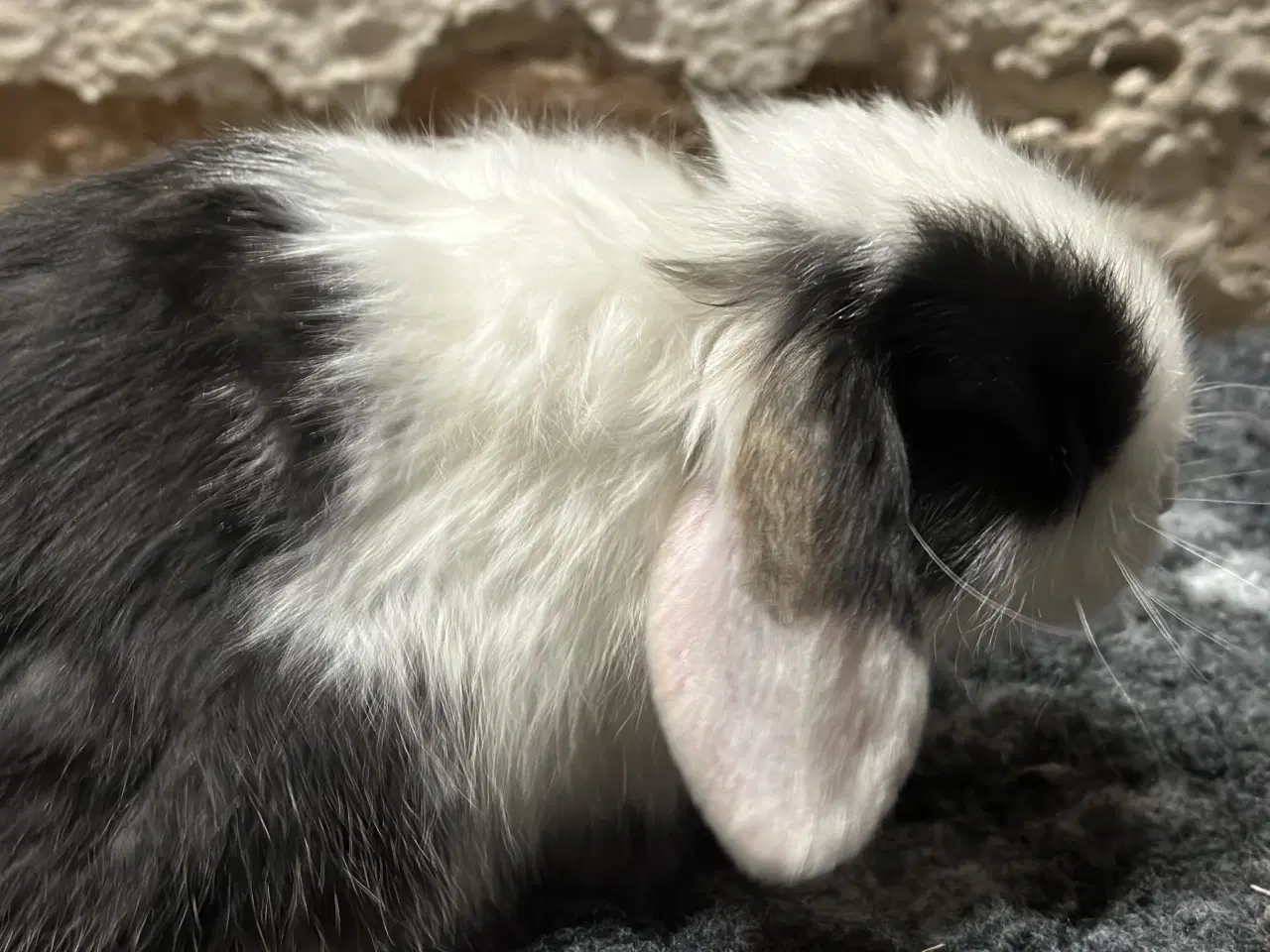 Billede 5 - Minilop hun kaninunge