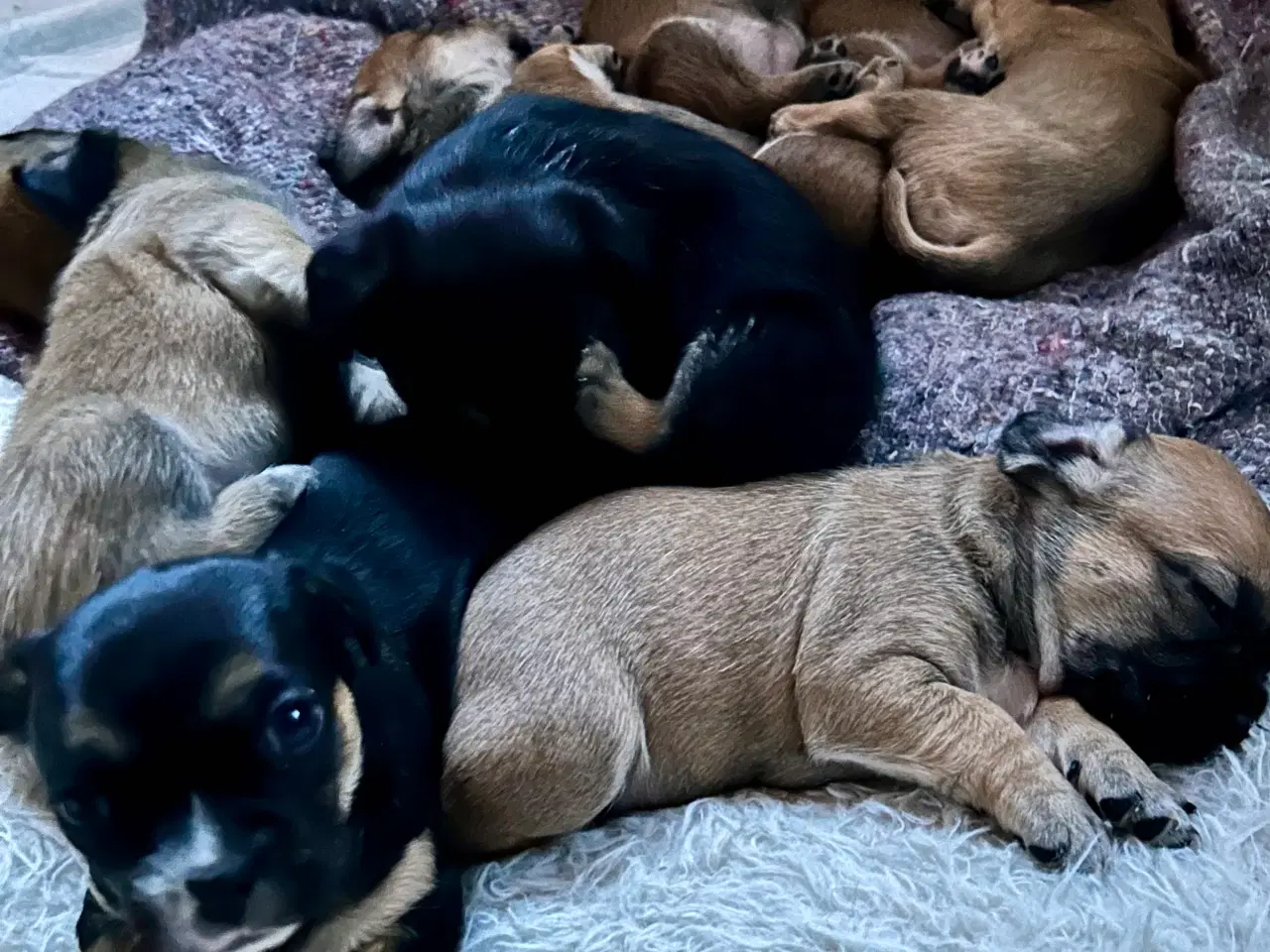 Billede 6 - Bull / Boxer / Beagle Blandnings Hvalpe