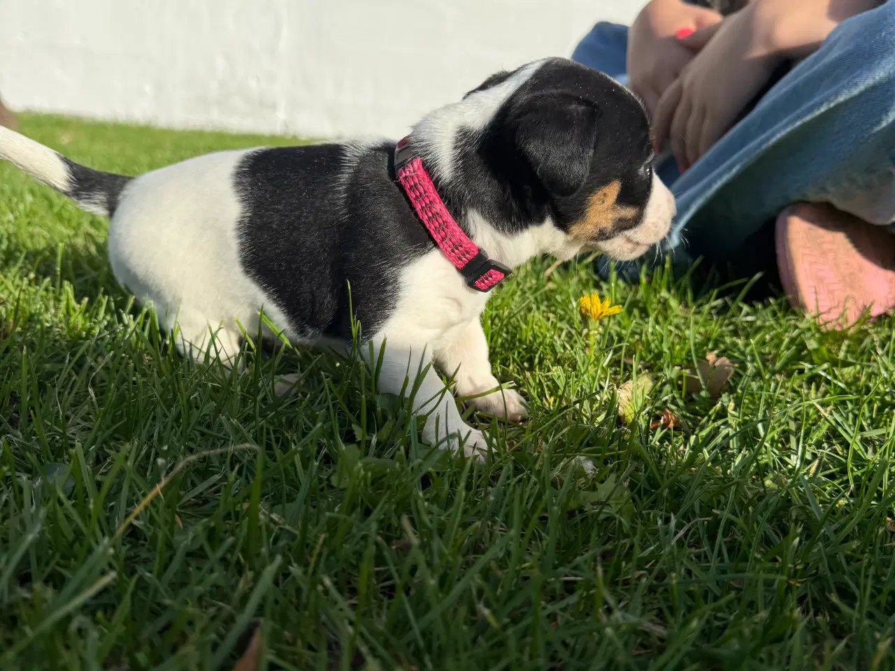 Billede 8 - Hvalpe blanding dansk Svend/jack Russel 