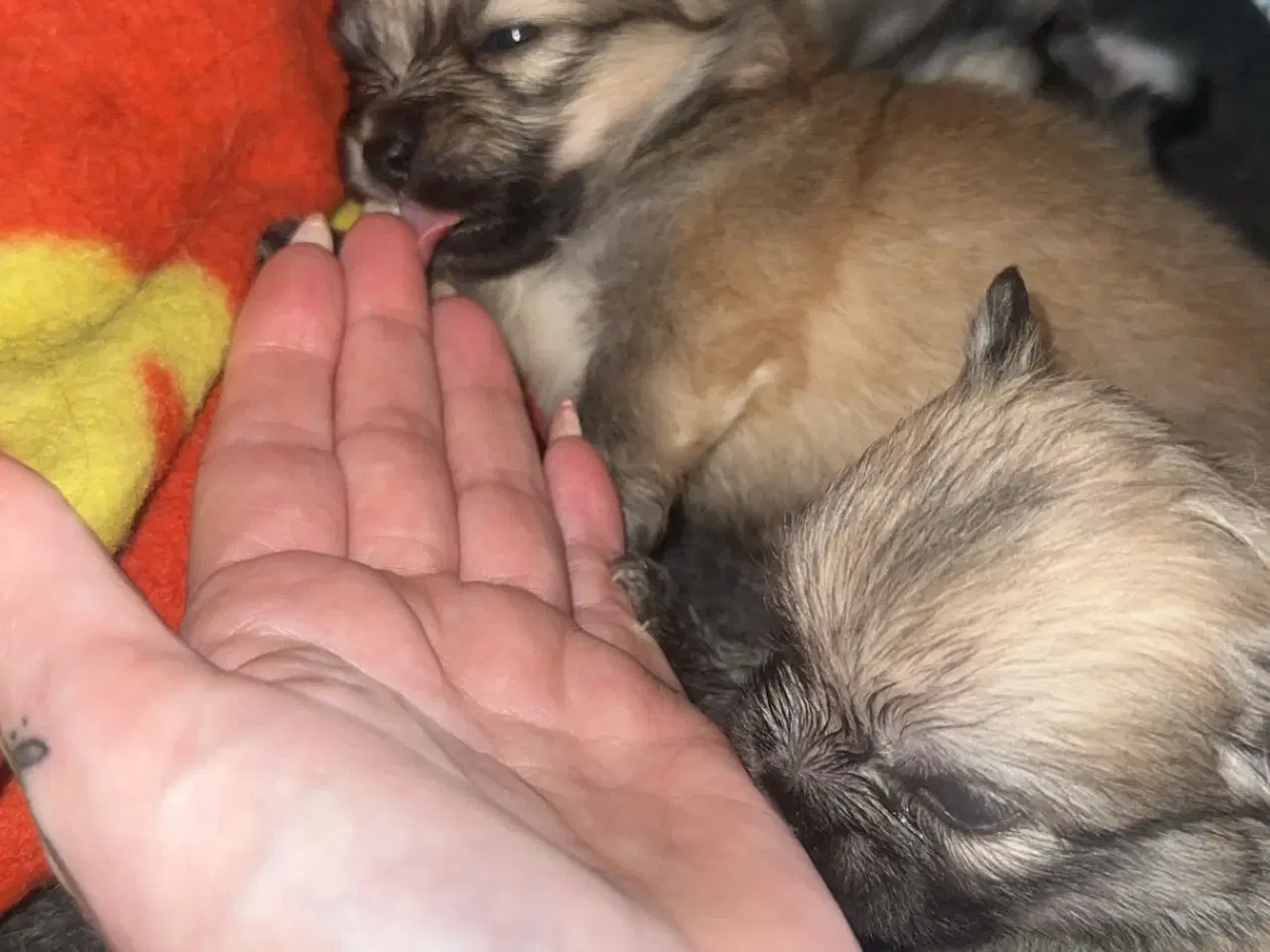 Billede 4 - Pomeranian / Chihuahua