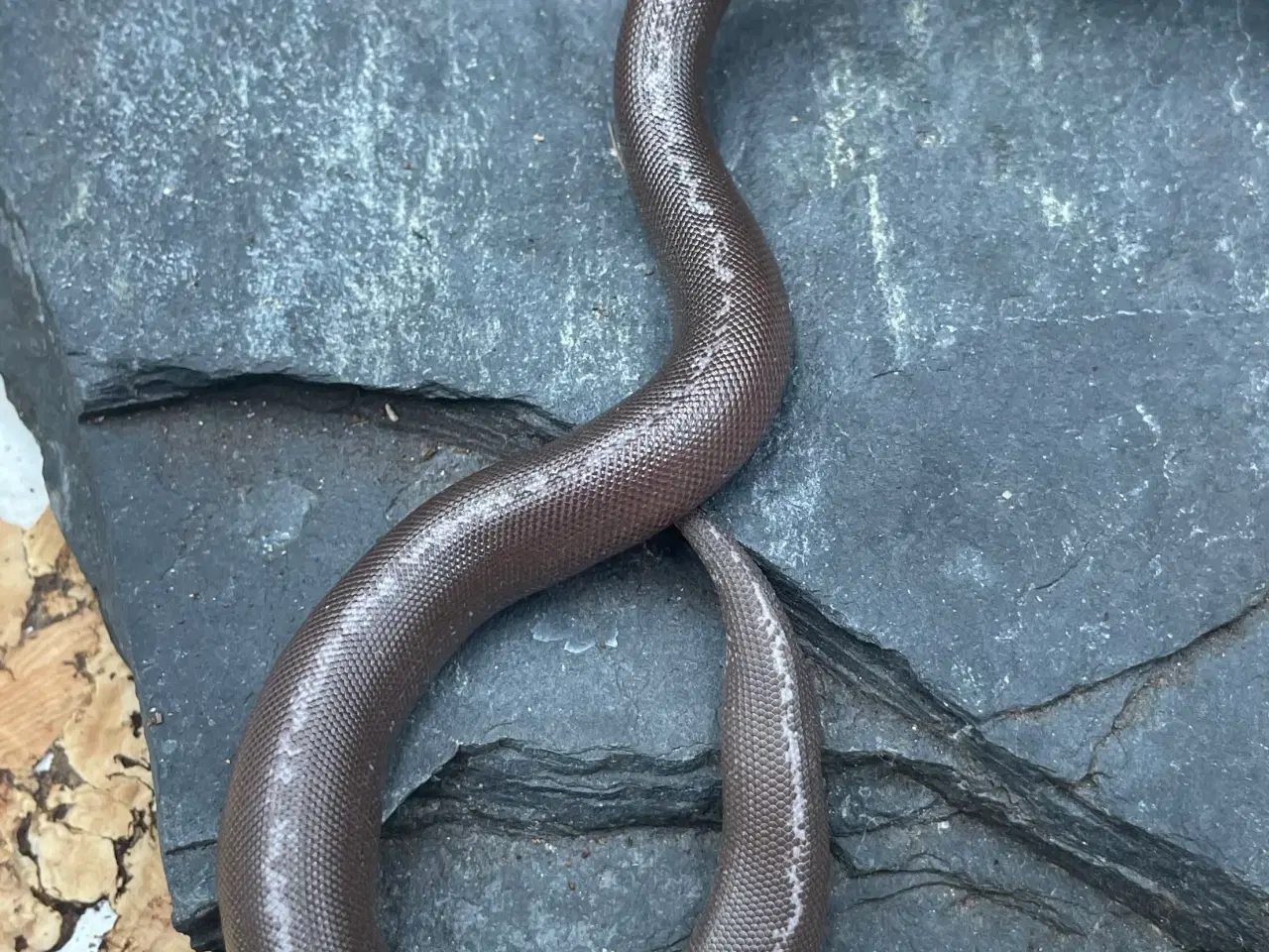 Billede 1 - Sand’boaer