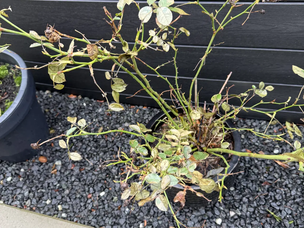 Billede 3 - Roser med pot. potterne