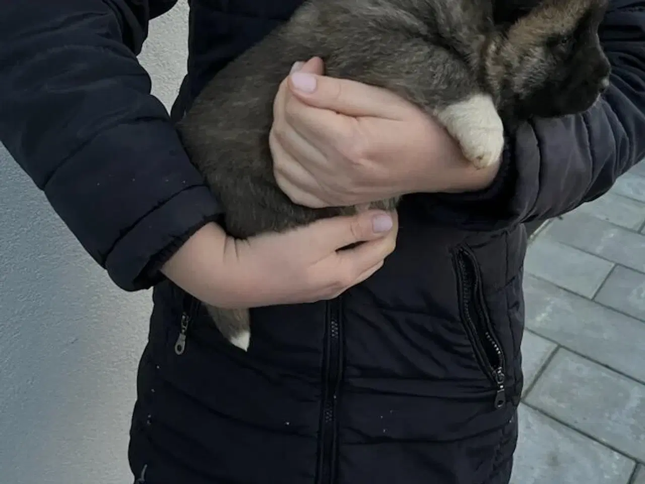 Billede 5 - Hundehvalpe Akita American 