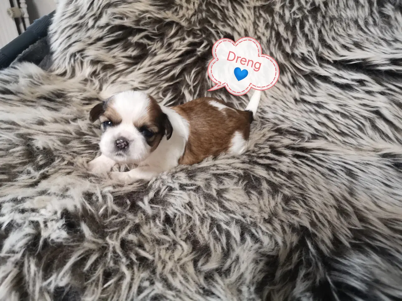 Billede 5 - Shih tzu Hvalpe