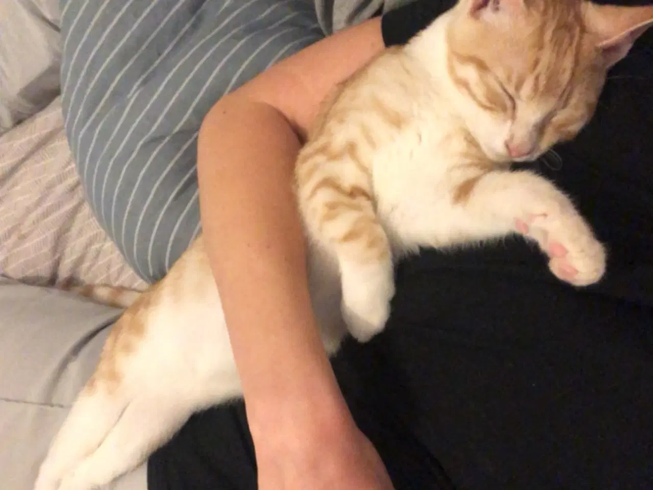 Billede 9 - 2 årig kat gives væk