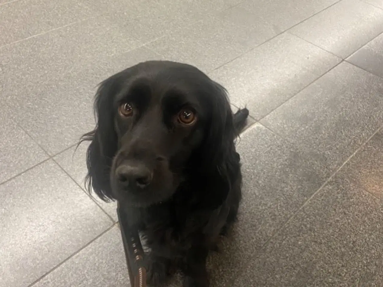 Billede 18 - Eng Cocker spaniels