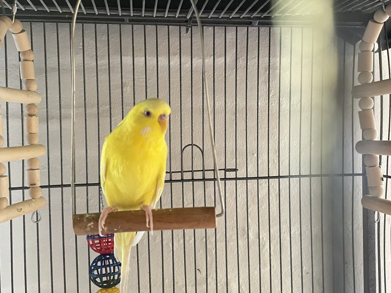 Billede 2 - To undulater med bur