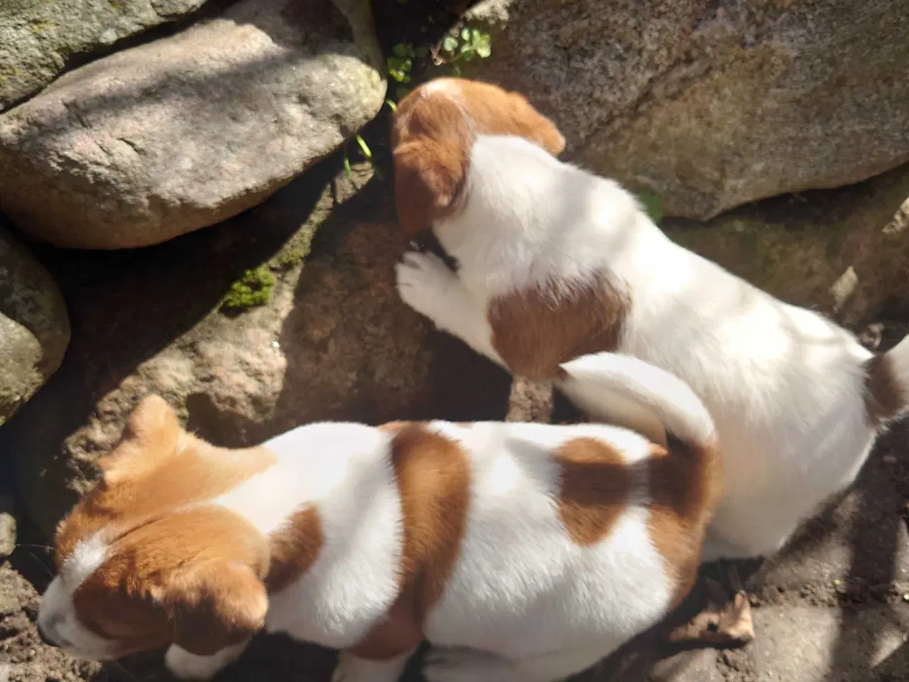 Billede 9 - Jack Russell hvalpe (lav benet type)