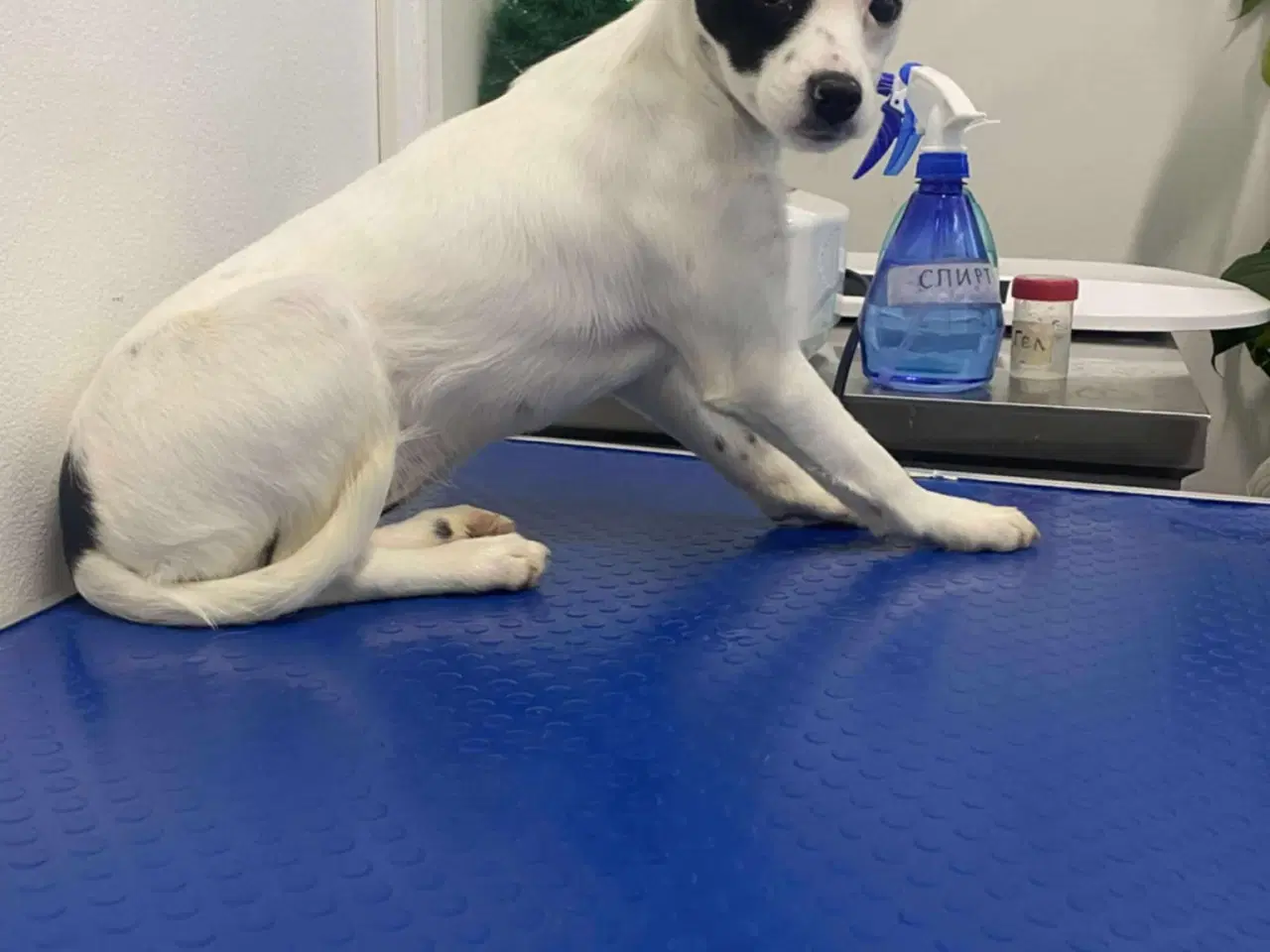 Billede 5 - Smukke Lykke leder efter nyt hjem