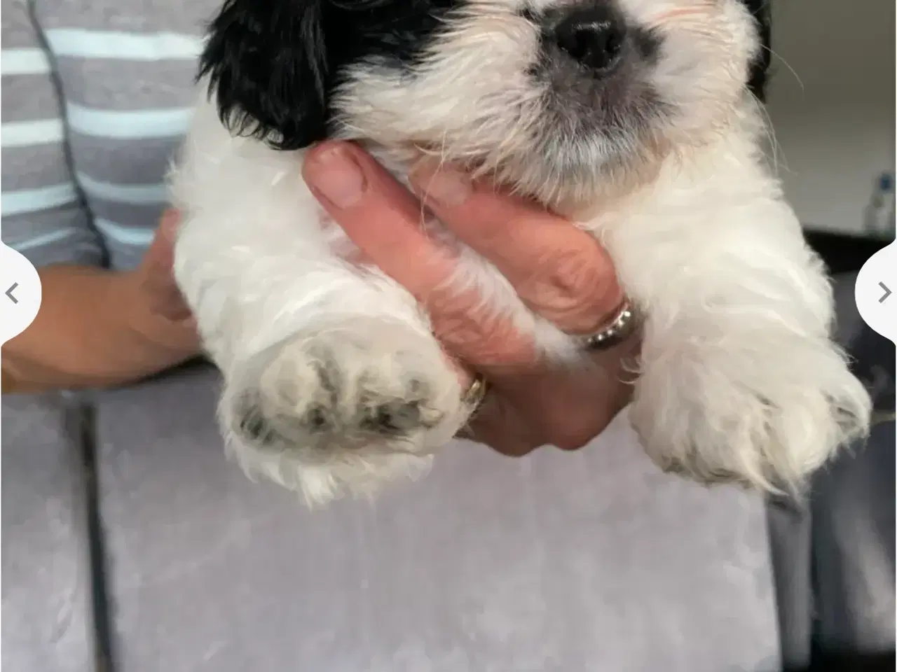 Billede 2 - Shih Tzu Hvalpe