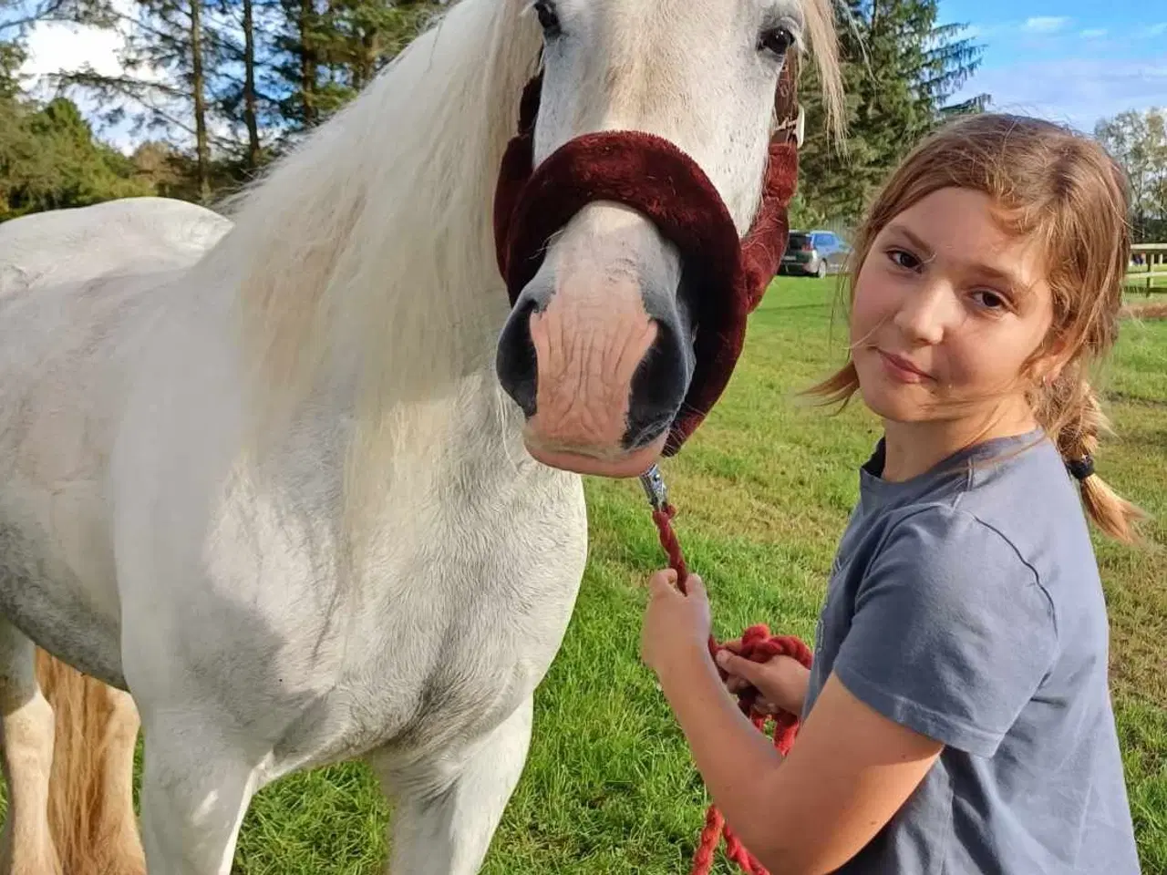 Billede 4 - Irish Cob hoppe 165cm