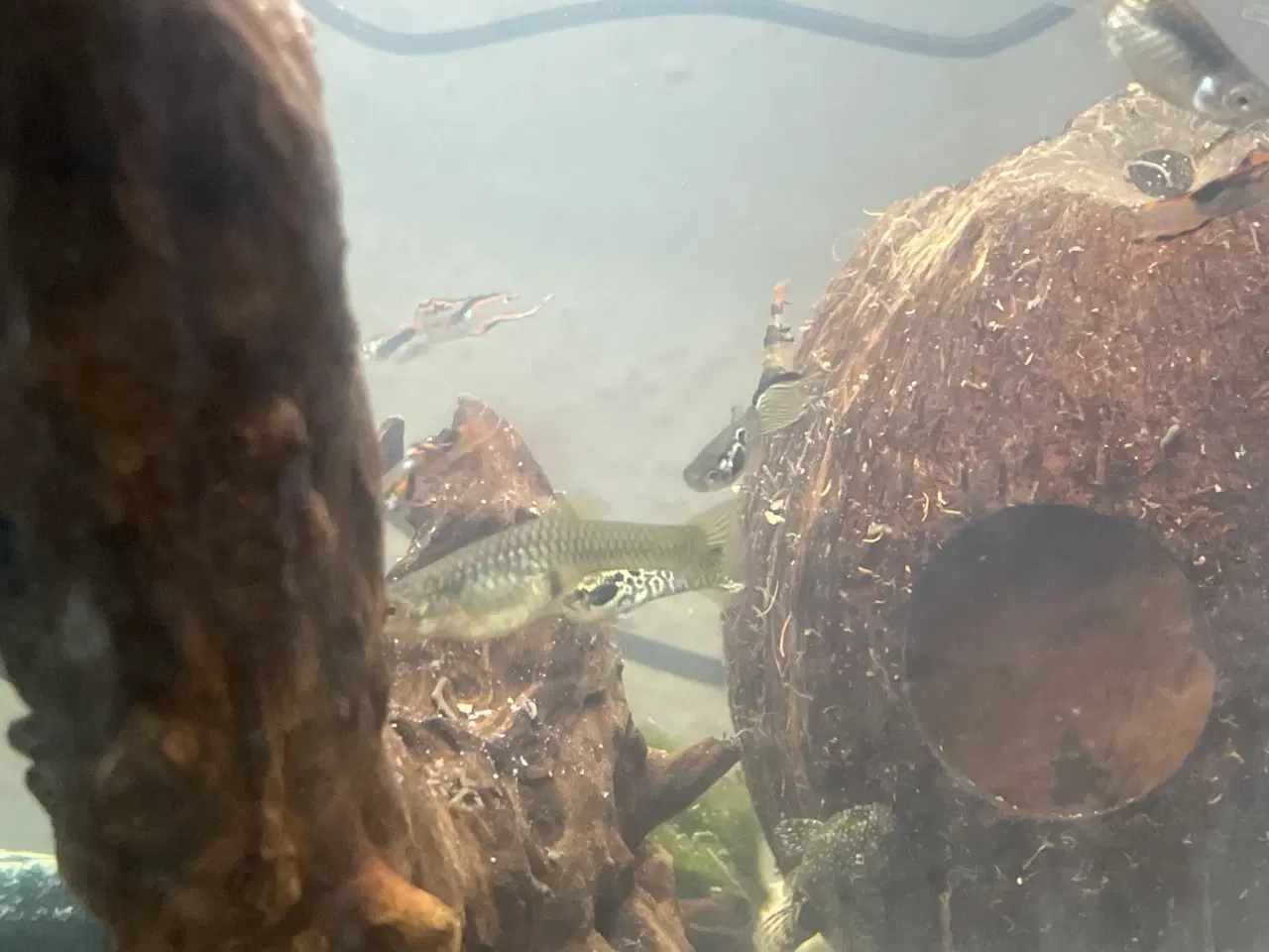 Billede 6 - Endlers Guppy - 1 par = 20kr