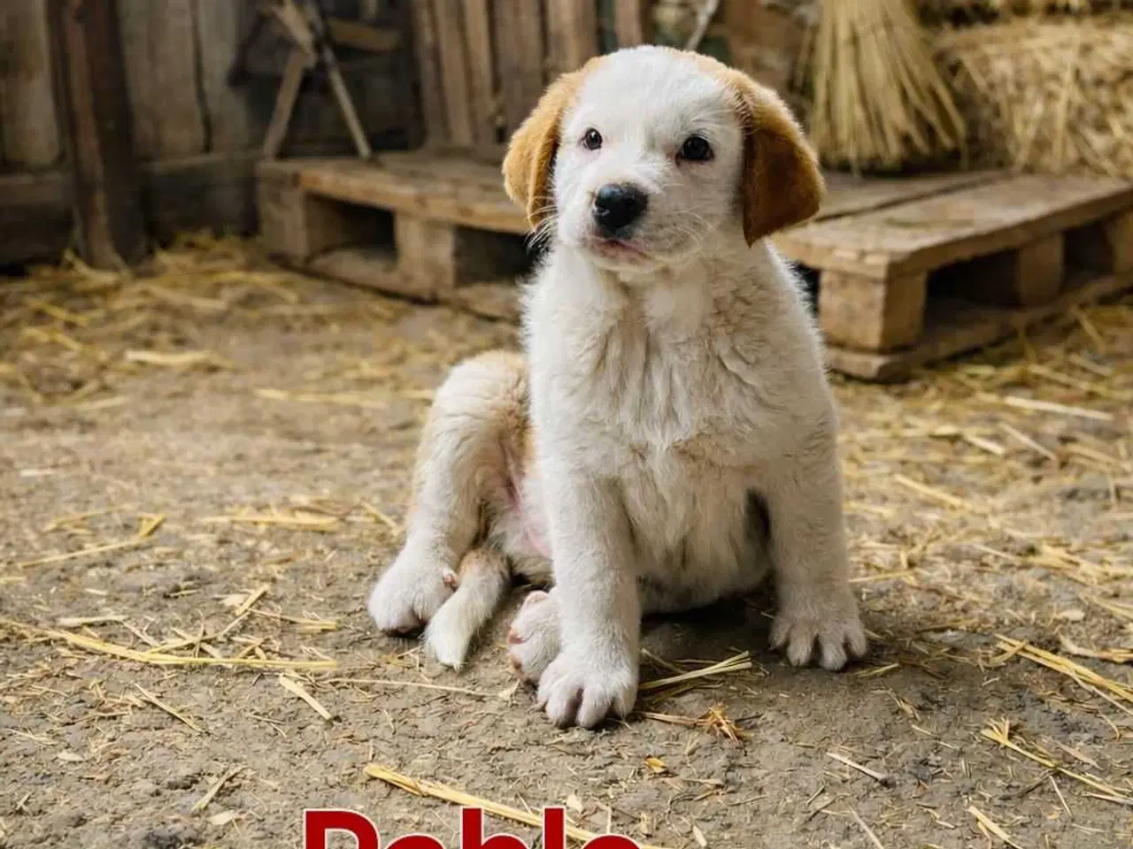 Billede 5 - Mastif hundehvalpe