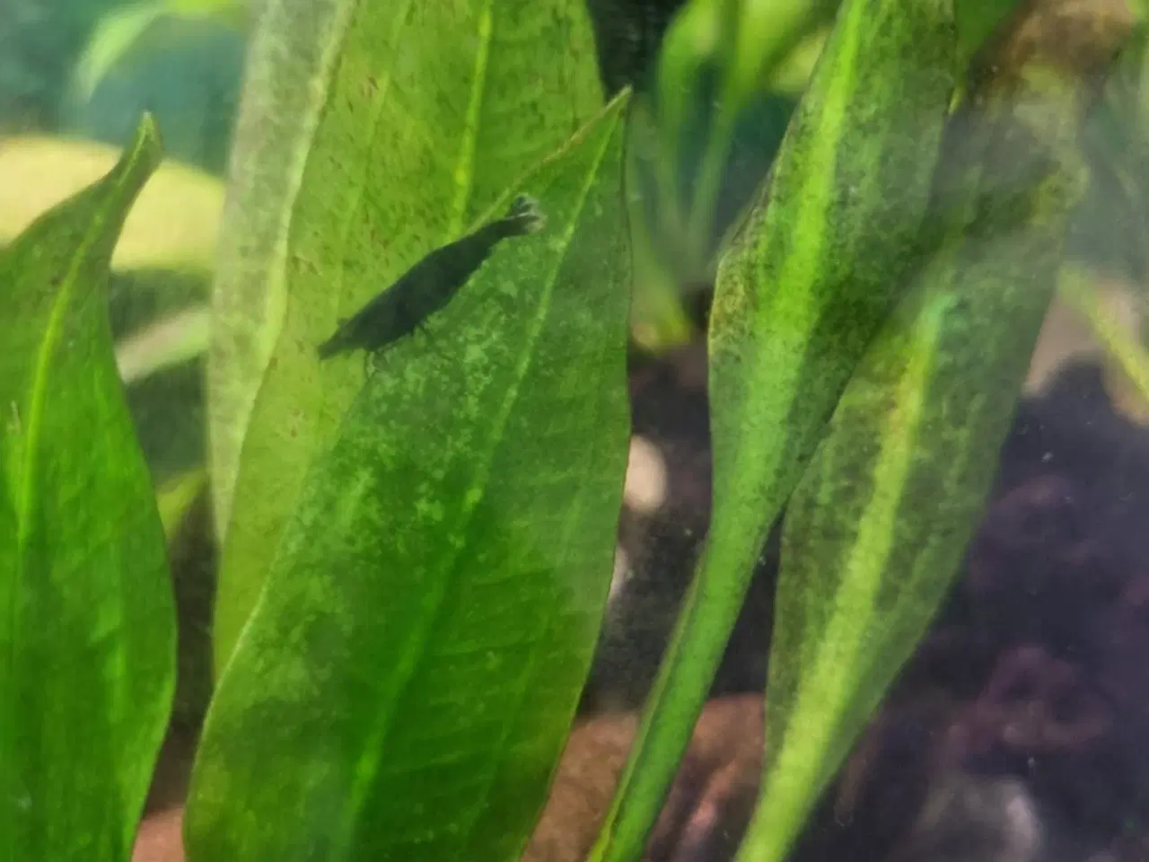 Billede 3 - Rejer Green jade neocaridina 