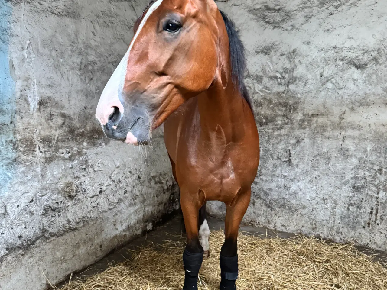 Billede 8 - Super sød & smuk 7 års vallak med massere gåpåmod 