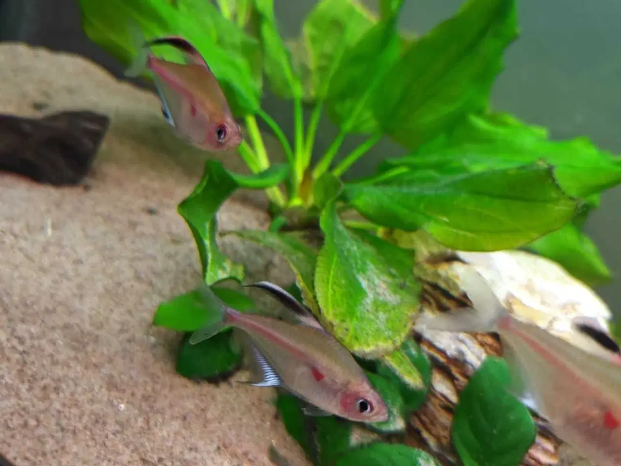 Billede 3 - Blødende Hjerte Tetra