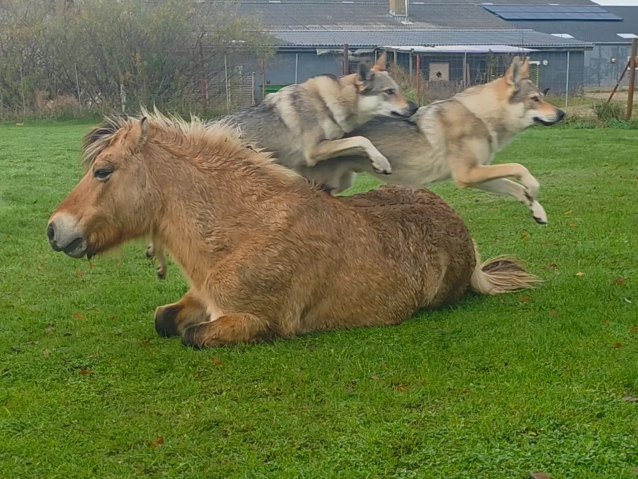 Billede 4 - Hundetræning i Skive