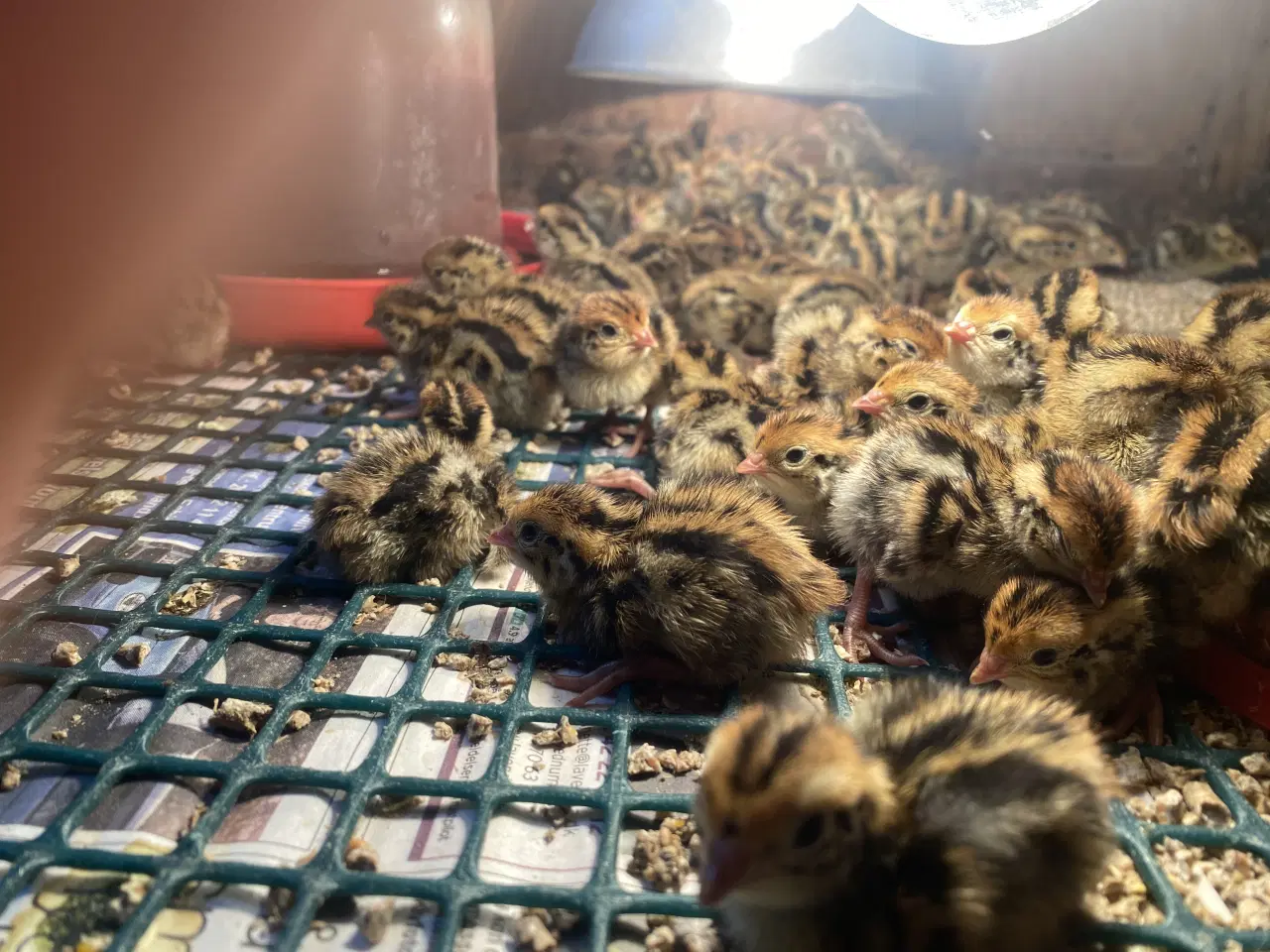 Billede 2 - Varmefri vagtler fra KUN 25kr