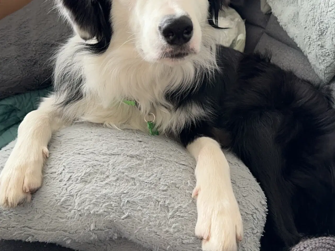 Billede 3 - Aslan Border collie kastrat 