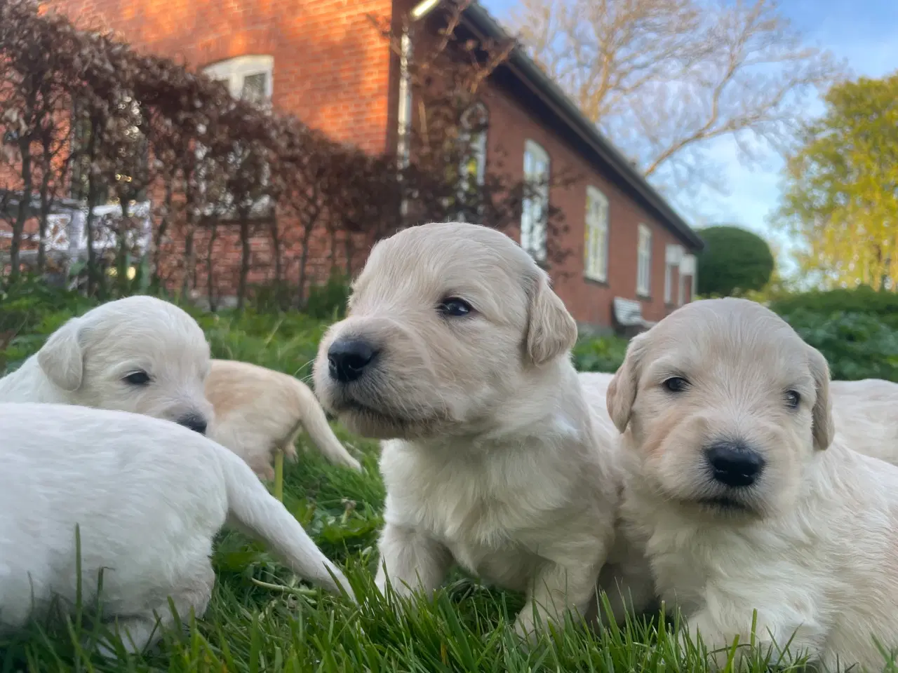 Billede 9 - Allergivenlige goldendoodles hvalpe