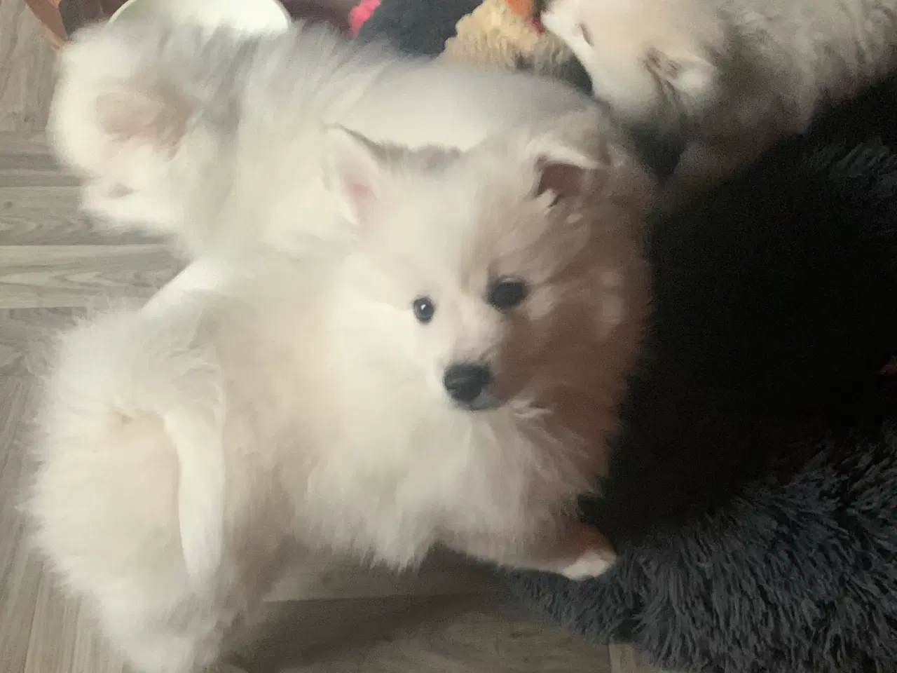 Billede 7 - Bedårende Mittelspitz hvalpe