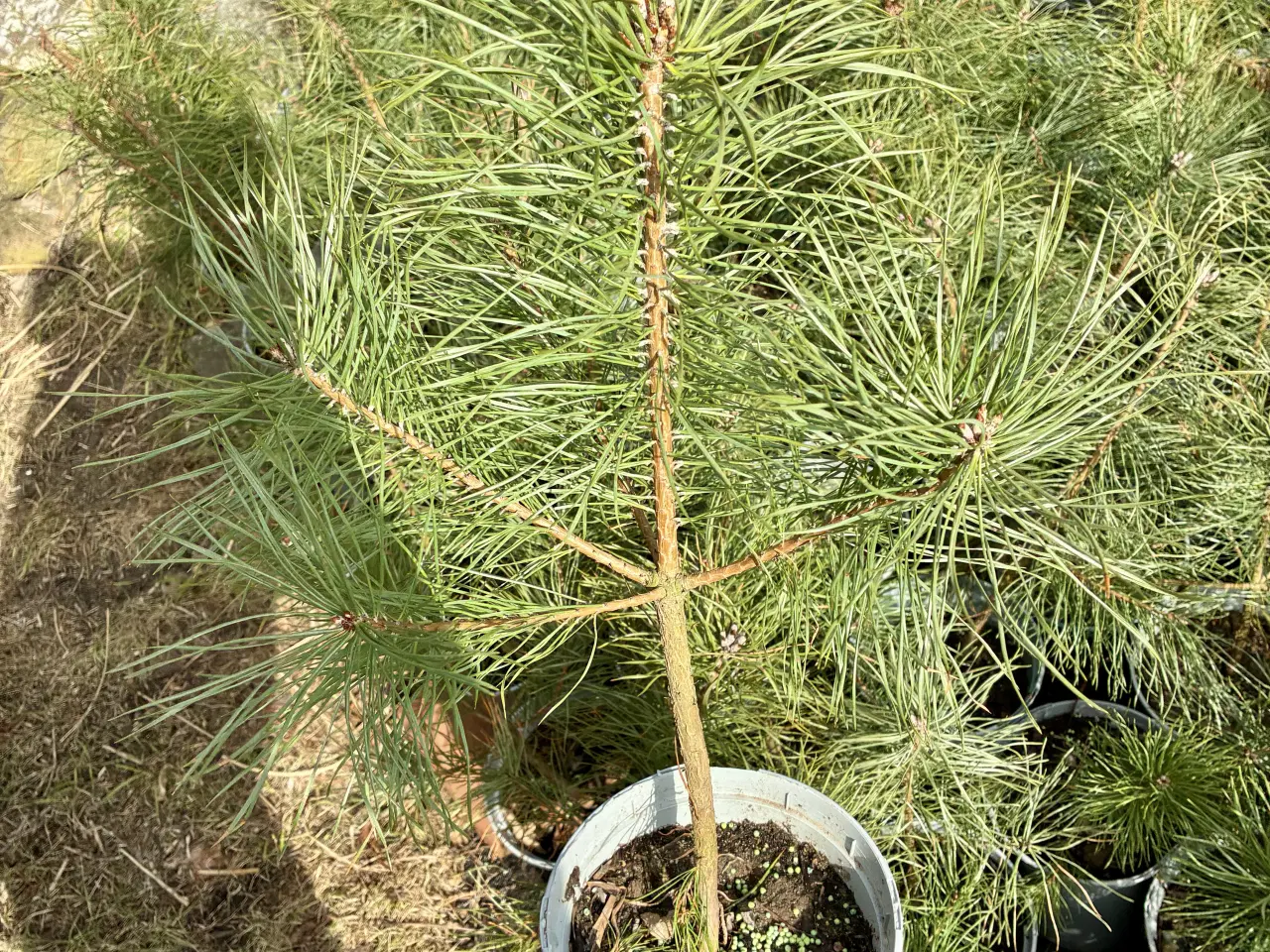 Billede 4 - Skovfyr 40-60cm (pottegroet)