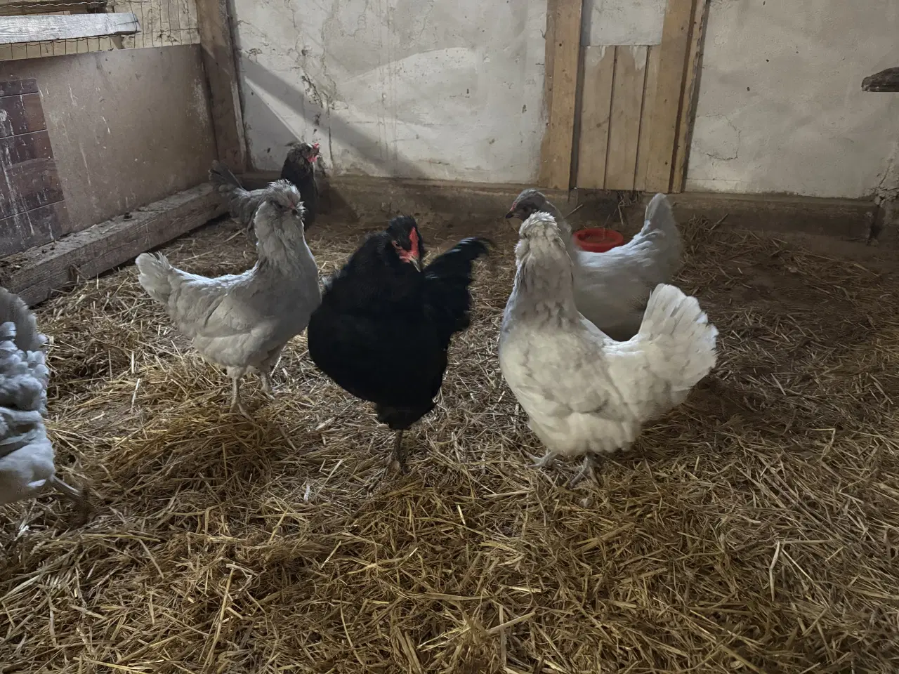 Billede 3 - Rugeæg fra racehøns