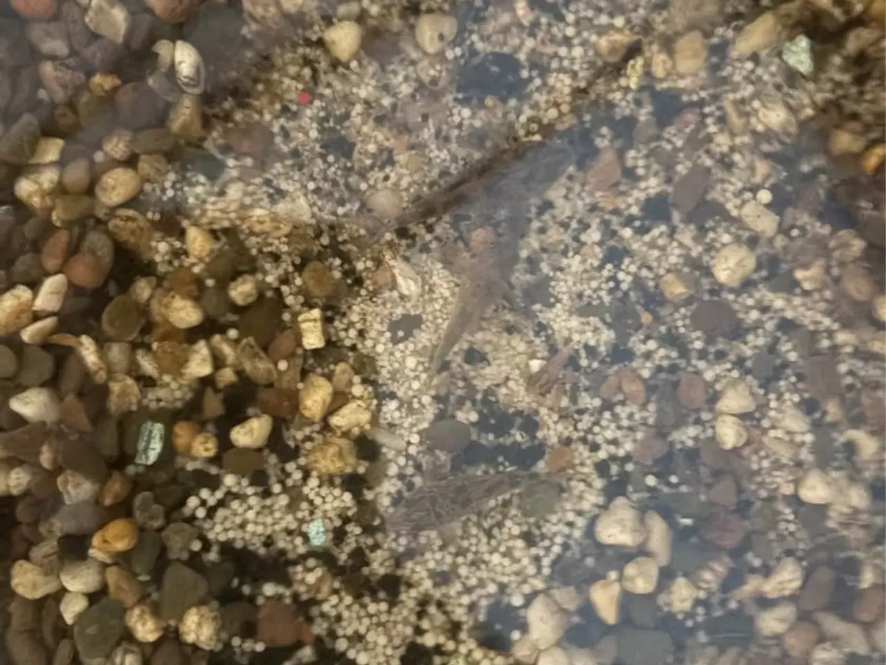 Billede 3 - 240L akvarie 