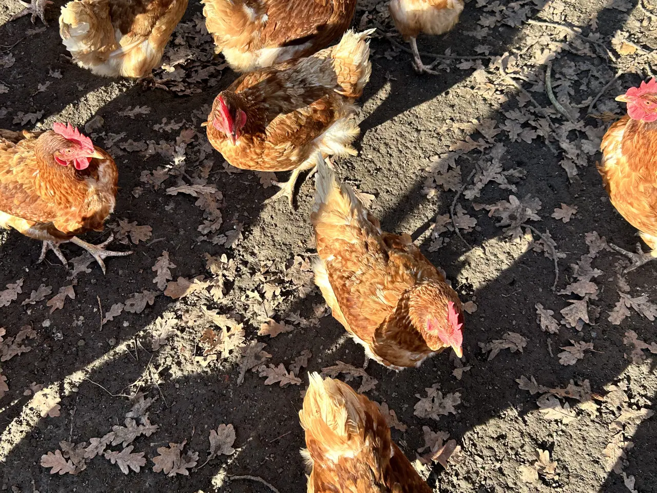 Billede 3 - Brun Lohmann