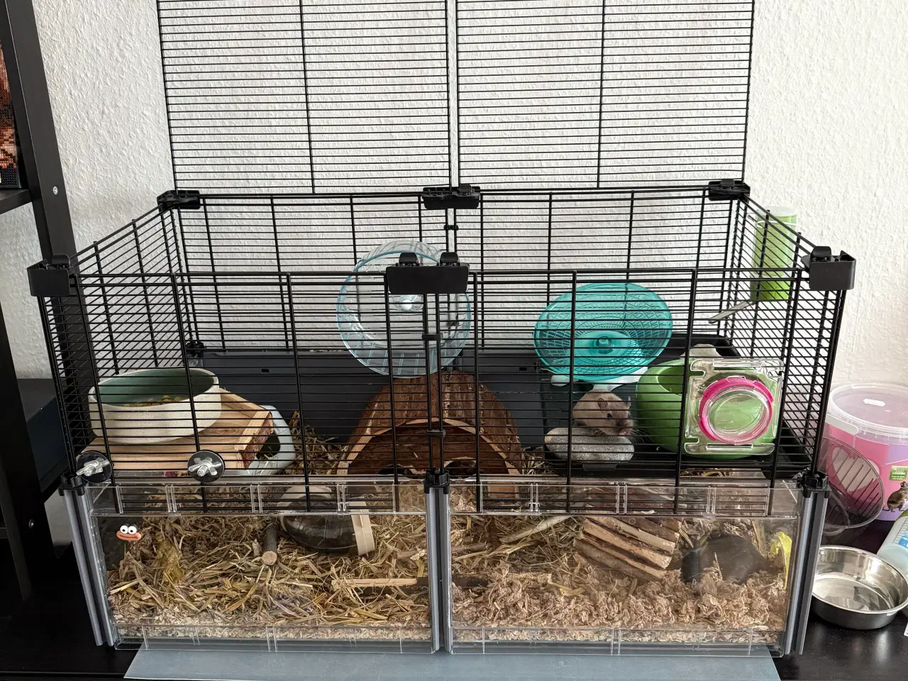 Billede 1 - 2 søde ørkenrotte-hanner søger nyt hjem 🐭✨
