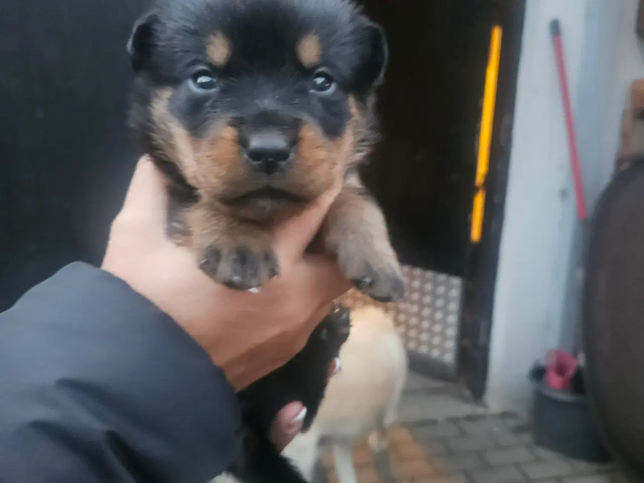 Billede 6 - Rottweiler hvalpe