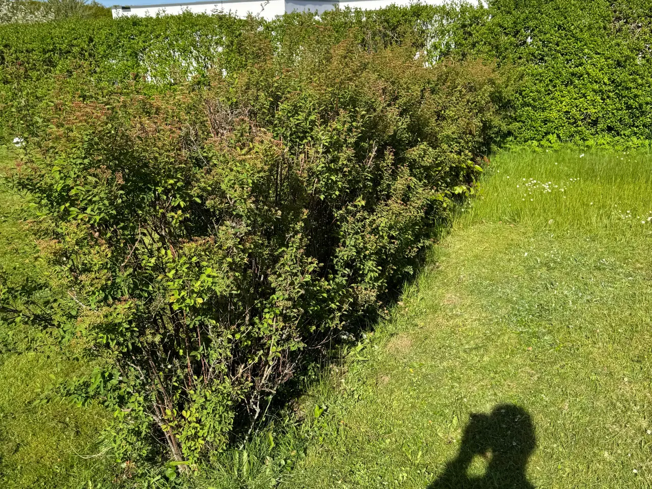 Billede 19 - Gratis planter