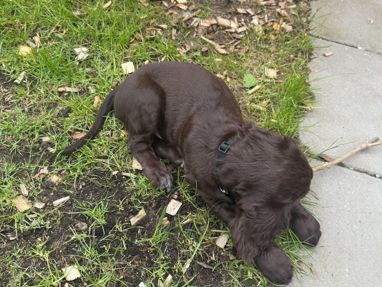 Billede 2 - Cocker spaniel FT