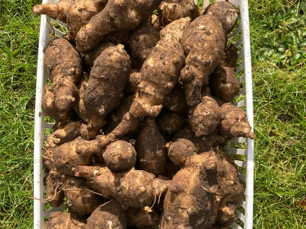 Billede 4 - Jordskokker 6 sorter alle vinterhårdfør