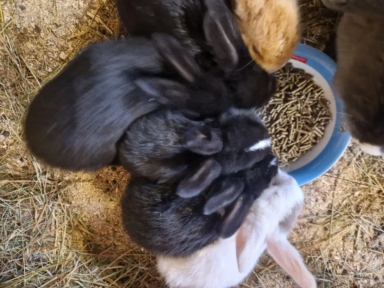 Billede 3 - Søde kanin unger 