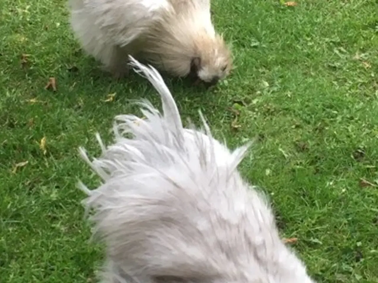 Billede 1 - To smukke unge silkehaner søger flotte damer