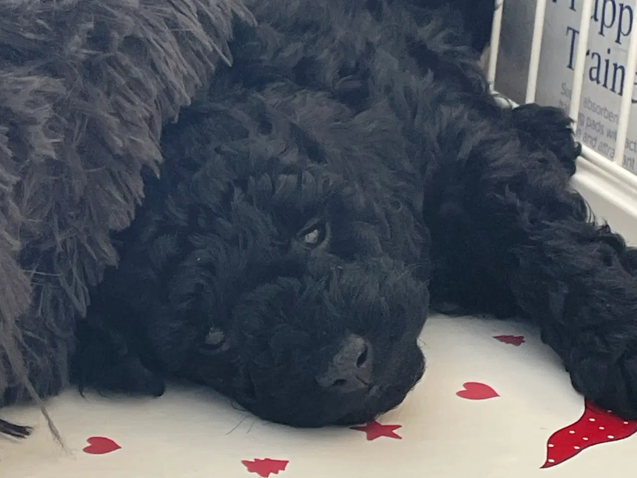 Billede 6 - Dværgpuddel hvalpe søger nyt hjem