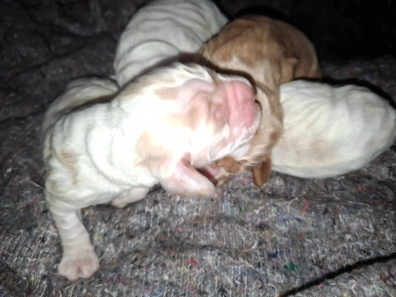 Billede 6 - Engelske cockerspaniel hvalpe 