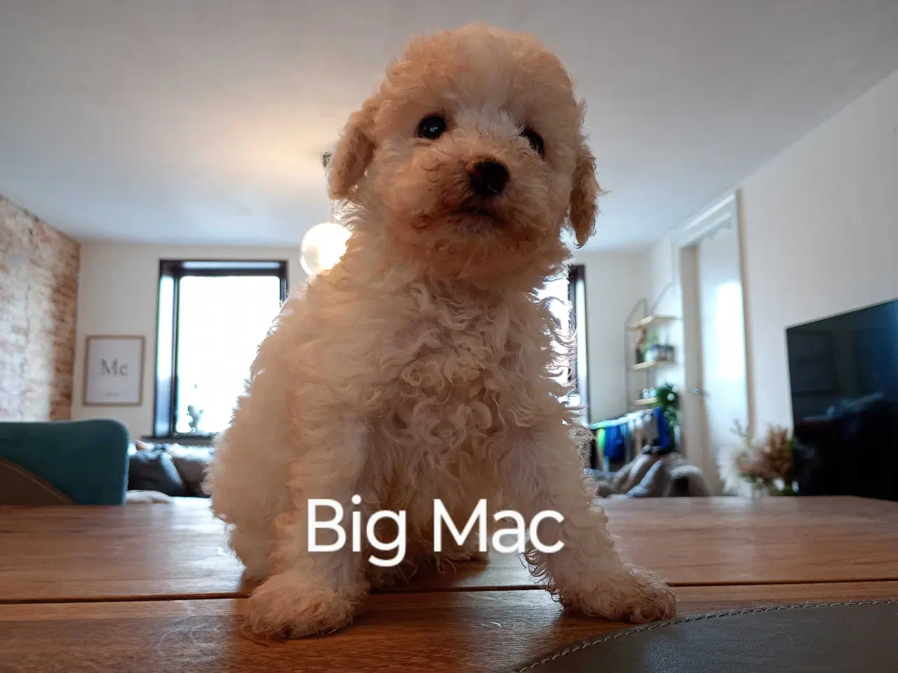 Billede 1 - Cavapoo klar til nyt hjem nu