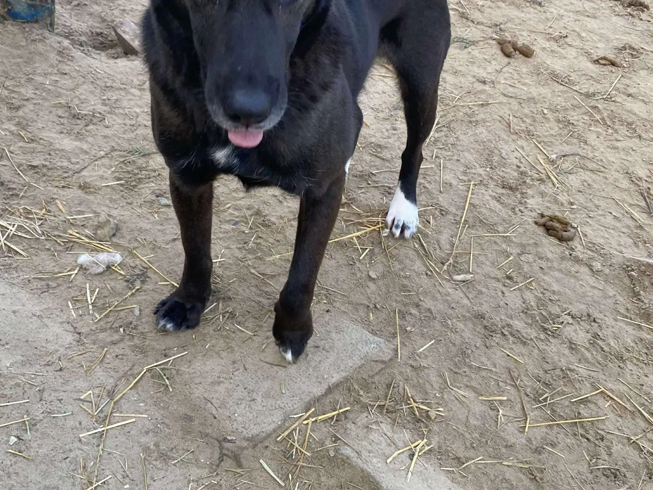 Billede 10 - Lækre Berry søger 4ever familie💙