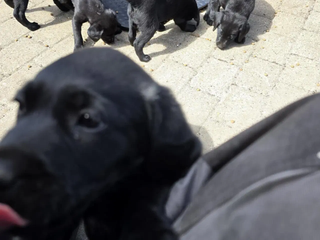 Billede 2 - Labrador Formel 1