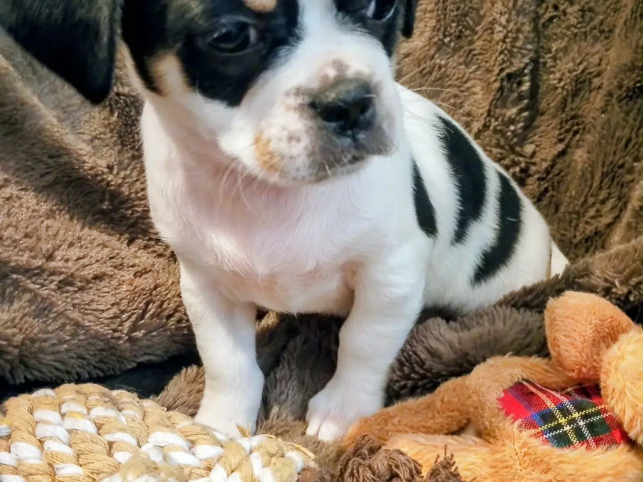 Billede 9 - Skønne 8 ugers små gadekryds