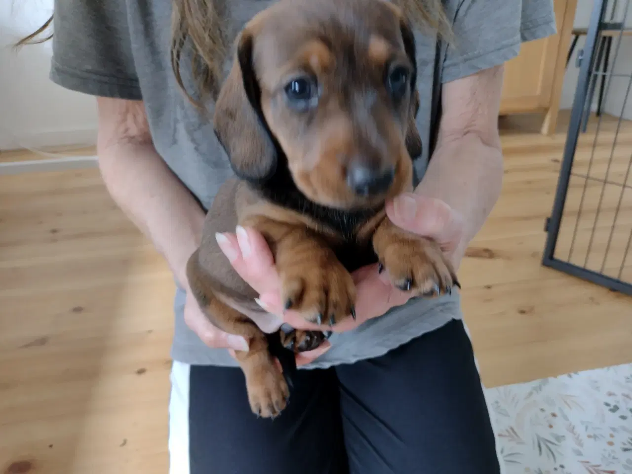 Billede 4 - Korthåret gravhunde hvalpe 