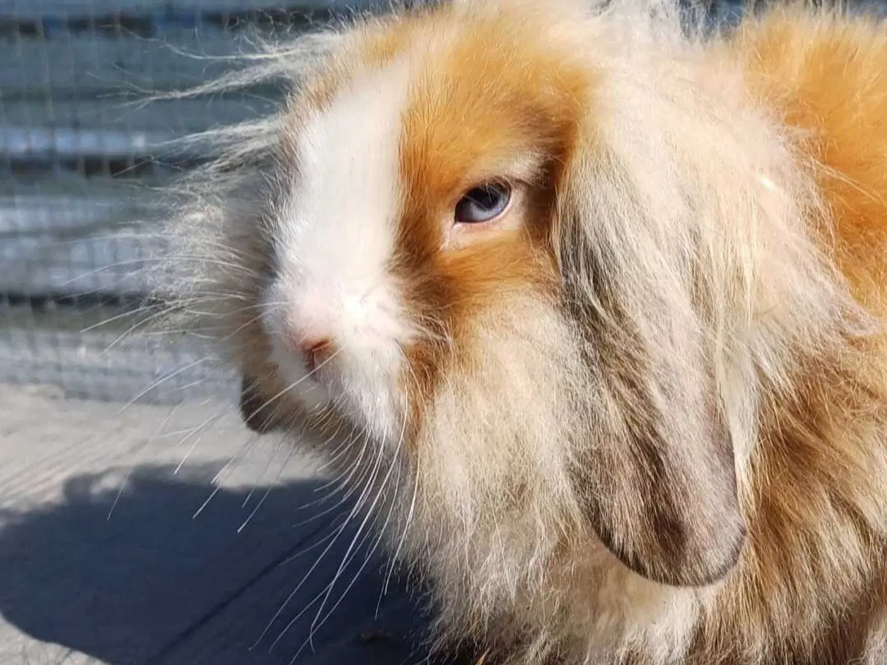 Billede 7 - Lionlop unge