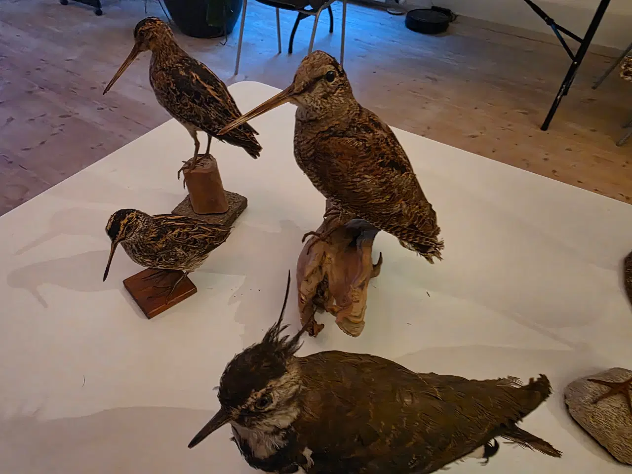 Billede 8 - Vadefugle, sælges samlet eller hver for sig