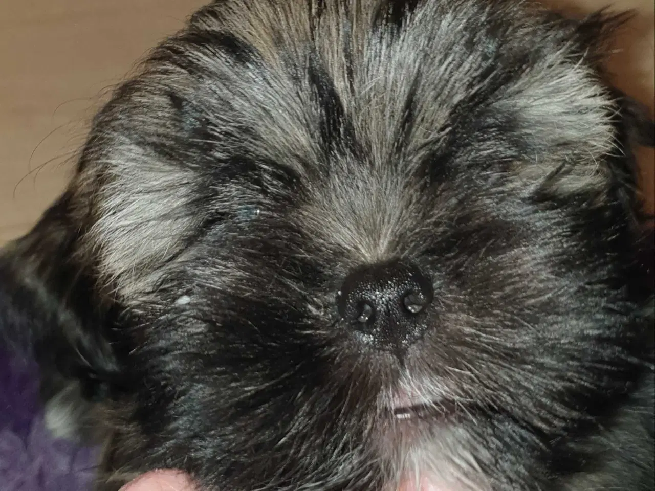 Billede 1 - Lhasa Apso - smukke Harley 🐾💕