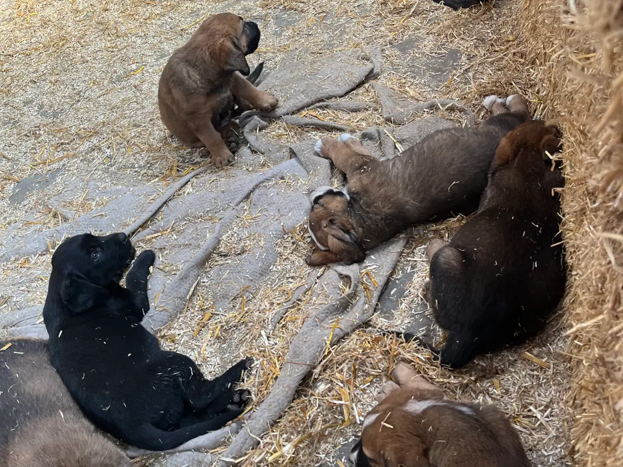 Billede 4 - Hundehvalpe labrador/broholmer/sanktbernhardshund