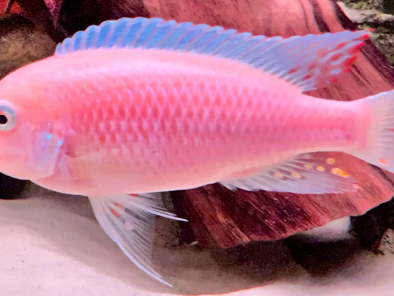 Billede 2 - Malawi super Red zebra utrolig smukke